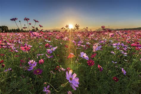 Sunrise Over The Flower Field By Sungjin Kim