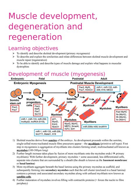 Muscle Development Degeneration And Regeneration Muscle Development