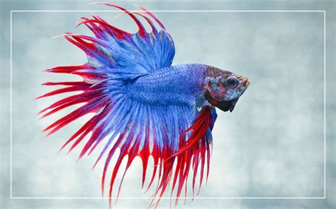 Why Is Betta Fish Flaring Its Gills And Fins