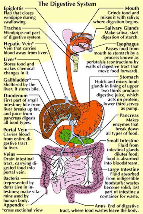 Simple Digestive System Diagram