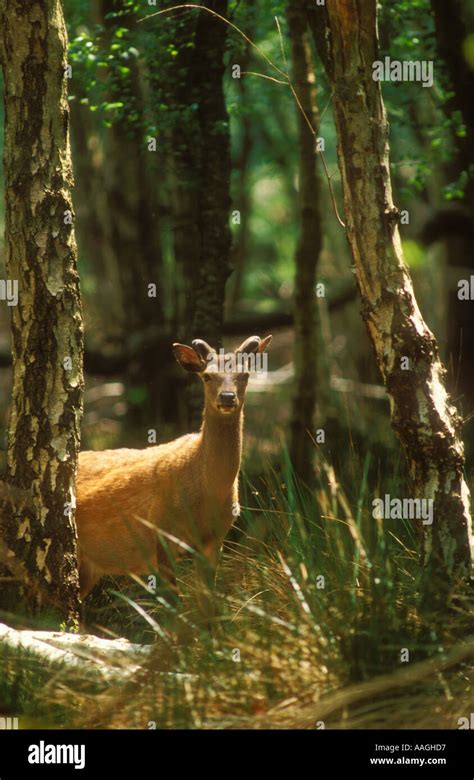 Buck Sika Deer In Woodland Stock Photo Alamy