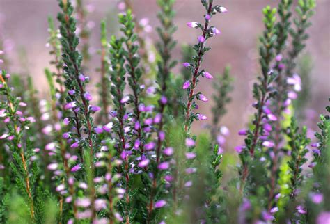 How to Grow and Care for Heather Shrubs