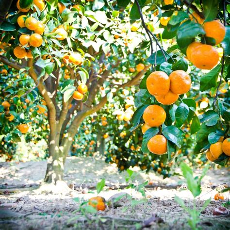 Growing Citrus Trees Thriftyfun