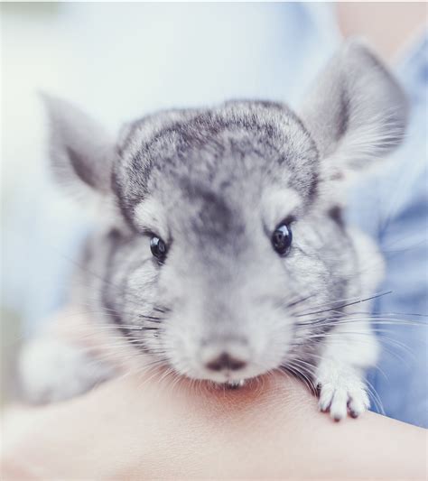 Howstuffworks takes a look at the special needs of these exotic creatures. Chinchilla Names - Over 100 Perfect Names!