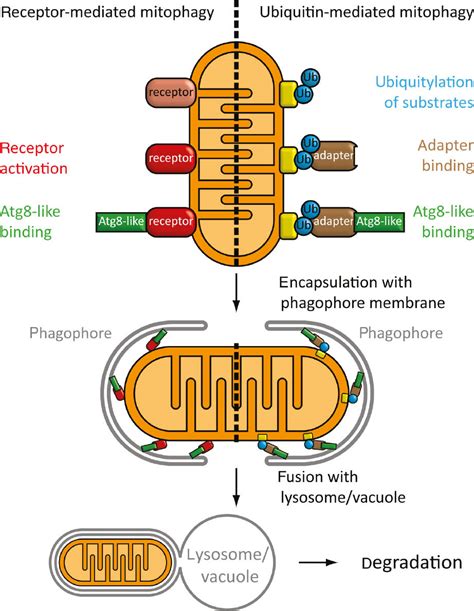 How To Get Rid Of Mitochondria Crosstalk And Regulation Of Multiple