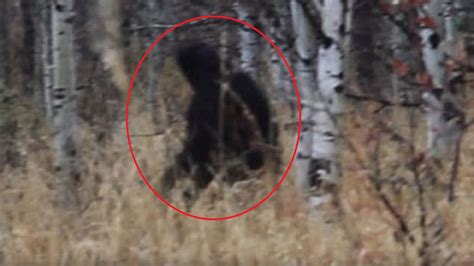 New Bigfoot Sighting Alpine Loop Slowed Down And Zoomed In
