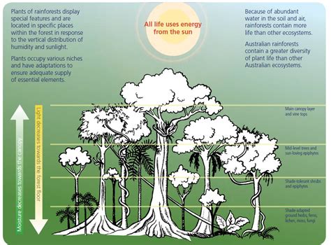 What Are Forests Australian Environmental Education