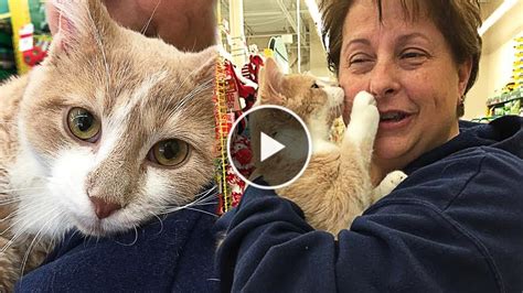 rescue cat can t stop kissing the woman who adopted him cute naughty