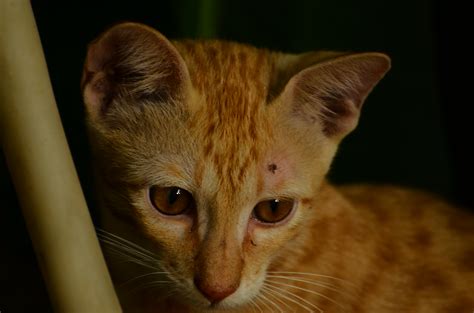 Filemy Kitty Wikimedia Commons