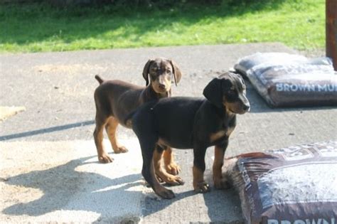 We will ship throughout the united states viauship.comat the buyers expens Doberman Pinscher Puppies For Sale | Buffalo, NY #239845