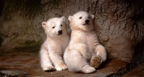 Cutest Baby Polar Bears Facts Photos And Videos All About Polar Bear