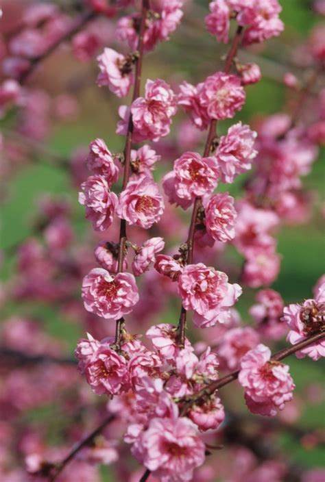 Prunus Pink Cascade Ncph1 Cherry Garden Center Marketing