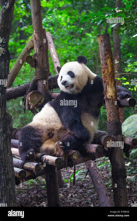 Panda Gigante Tumbado En Madera En Chengdu Provincia De Sichuan China