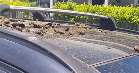 Mum Horrified After Woman Throws Poo And Boiling Water On Her Car In