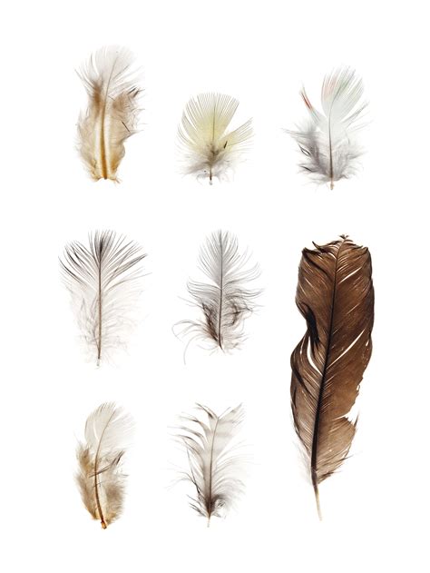 Eight Extinct Bird Feathers , MOST 19TH CENTURY | Christie's