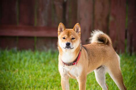 Asal Usul Sejarah Dan Informasi Mengenai Anjing Shiba Inu
