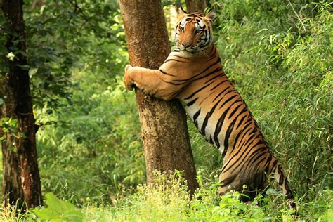 Kanha Tiger Reserve Wikipedia