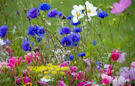 Wild Flowers In Meadow Free Stock Photo Public Domain Pictures