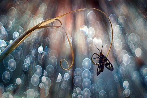 Exquisite Macro Photos Reveal The Miniature World Of Insects Macro