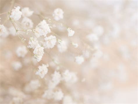 Little White Flower Background Stock Photo Image Of Background