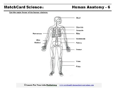 How to teach human body using this label skeletal system worksheet, studentslabel parts of the skeleton in order to identify major bones in the body. Human Skeleton Diagram