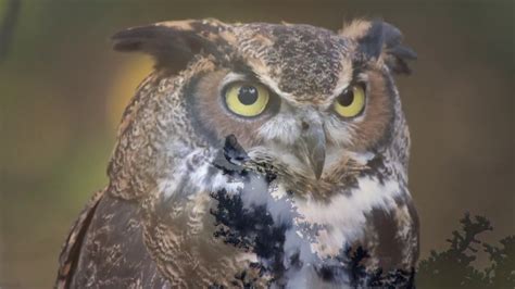 Around Kansas Owls 13118 Youtube