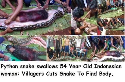 Python Snake Swallows 54 Year Old Indonesian Woman Village Flickr