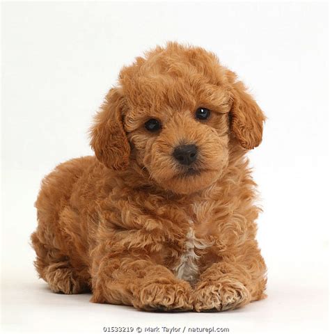 Nature Picture Library Toy Goldendoodle F1b Golden Retriever Cross