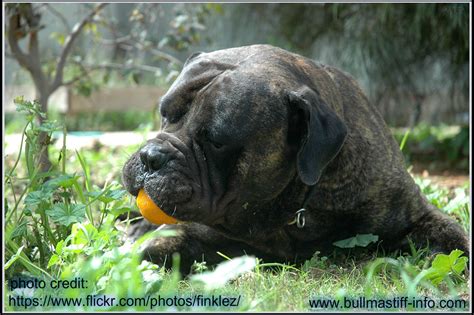 Find bullmastiff puppies for sale and dogs for adoption. Lymphoma in bullmastiff dog - Bullmastiff Dog Information ...