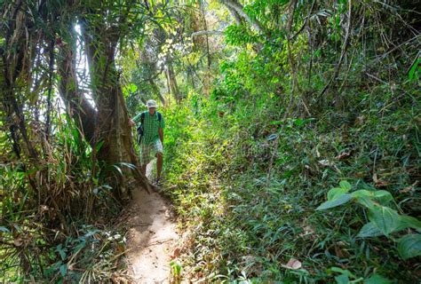 Hike In Jungle Stock Image Image Of Path Nature Rainforest 274715551