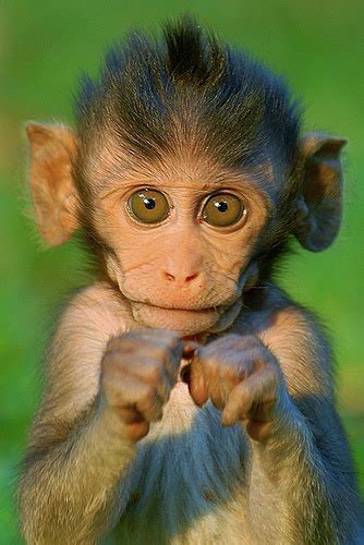 Image Gallary 7 Beautiful Smiling Monkey Pictures Baby Monkey Pictures