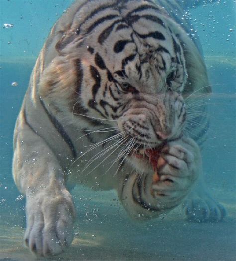 Oldie White Bengal Tiger Enjoying Its Meal Underwater