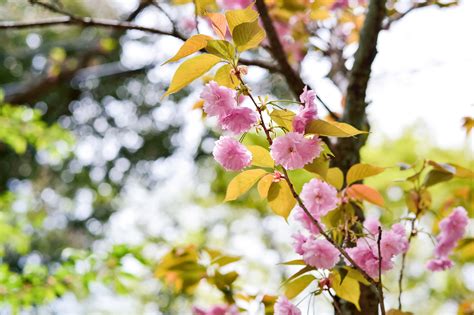 Free Images Landscape Tree Nature Branch Blossom Mountain Light