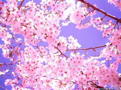 Cherry Blossoms Wallpapers 1920x1080 Japanese Cherry Blossoms