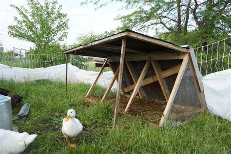Duck Shelter With Pop Up Front Duck Pond Animal Shelters Pond Ideas