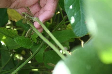 Kudzu Bug Making Inroads In Southeast Soybeans Farm Progress