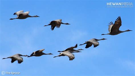 Penjelasan Lengkap Mengenai Migrasi Burung Hewanpedia