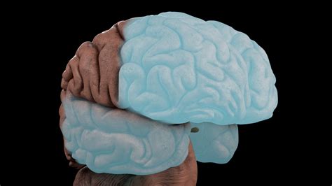 High Resolution 8k Human Brain System Pack Premium Modelo 3d