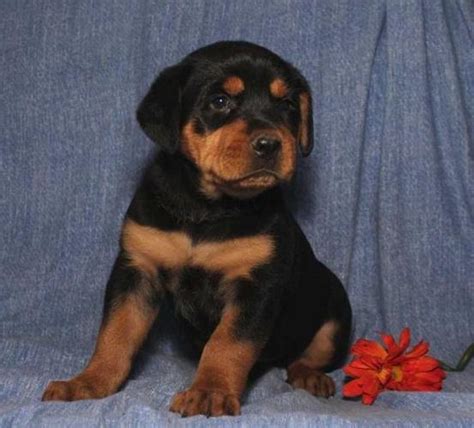 Animalssale found 38 dogs & puppies for sale in wisconsin, which meet your criteria. ROTTWEILER PUPPIES for Sale in Milwaukee, Wisconsin ...