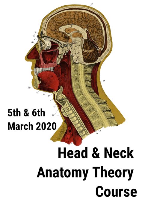 Head And Neck Anatomy Course The Journal Of Laryngology And Otology
