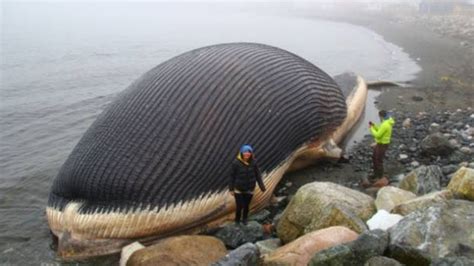 Largest Sea Creatures Of All Time