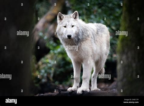Portrait Of An Artic Wolf In The Forest Stock Photo Alamy