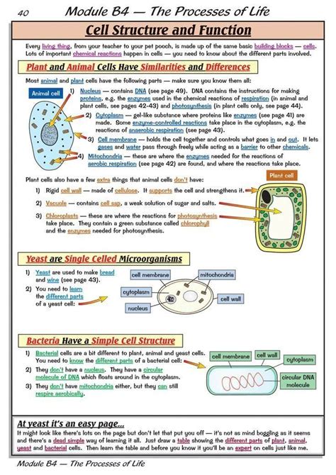 20 Free Printable Biology Worksheets Worksheet For Student Teaching