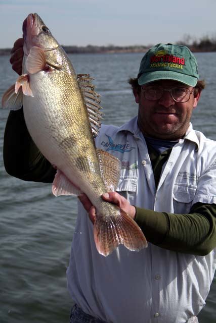 New Oklahoma State Record Saugeye Caught On Fort Cobb Lake