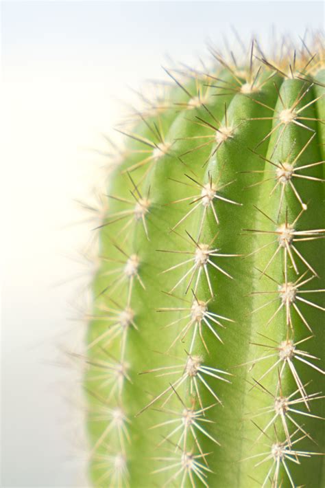 How do you repot a cactus without it hurting? Urban Jungle Bloggers #27 - JOELIX