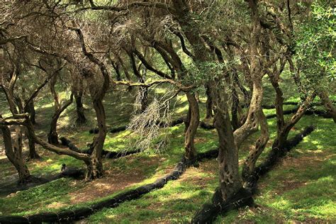 Olive Grove Pretty Places Greece Travel Greece