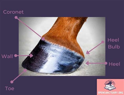 Horse Anatomy The Hoof The Open Sanctuary Project