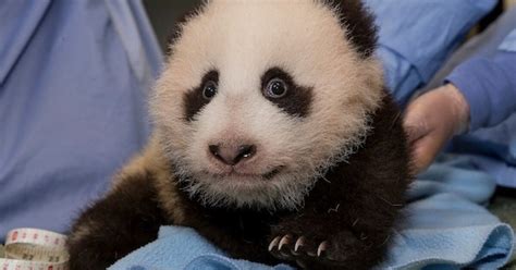 Adorable Baby Panda At San Diego Zoo Finally Has A Name Laist