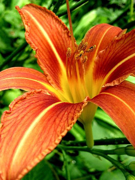 4 129 просмотров • 12 июн. day lily (With images) | Day lilies, Flower garden, Plant ...