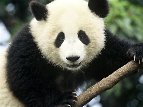 Cute Panda Bears Animals Photo 34915006 Fanpop